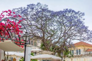 ionian-estates-durrell-suite (1)