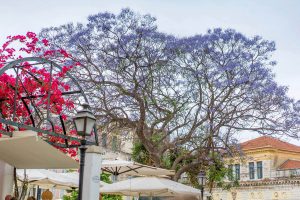 ionian-estates-mon-repos-suite (5)